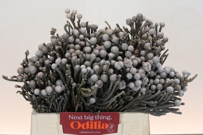 <h4>Kaaps Groen Silver Brunia</h4>