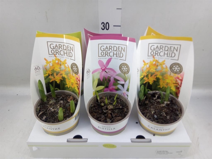 <h4>Orchideeen   ...mix</h4>