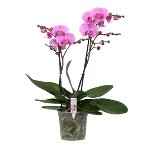 PHAL OPTI FUNDA AMALIA 2 SPIKE P15