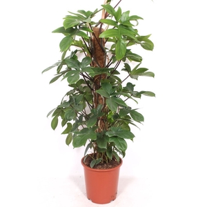 Philodendron pedatum