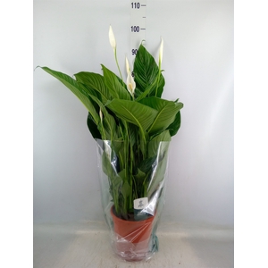 Spathiphyllum  'Sweet Lauretta'