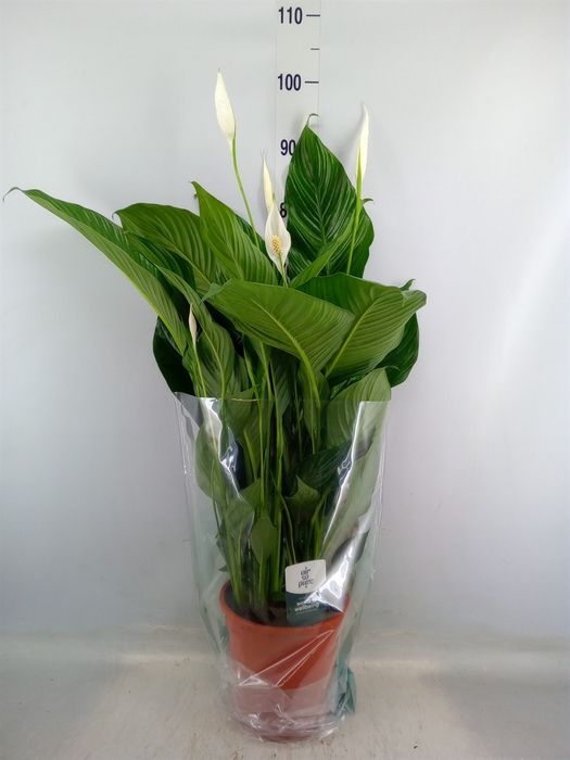 <h4>Spathiphyllum  'Sweet Lauretta'</h4>