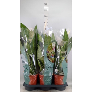 Spathiphyllum  'Bingo Cupido'