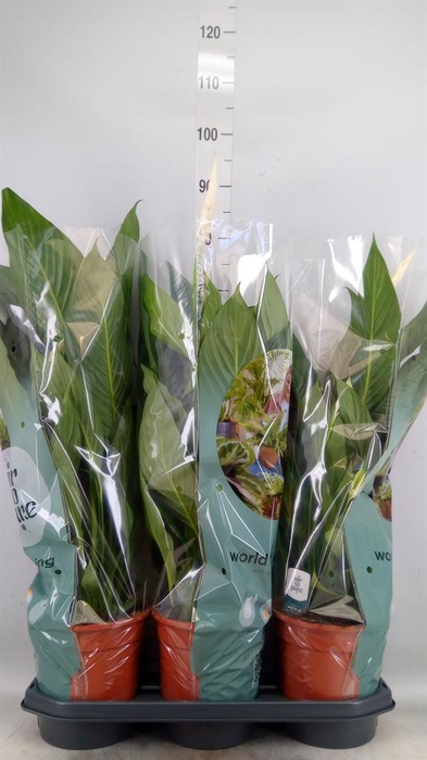 <h4>Spathiphyllum  'Bingo Cupido'</h4>