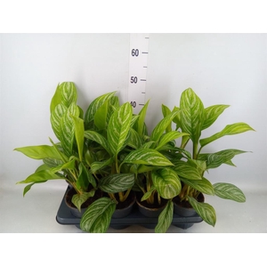 Aglaonema  'Stripes'