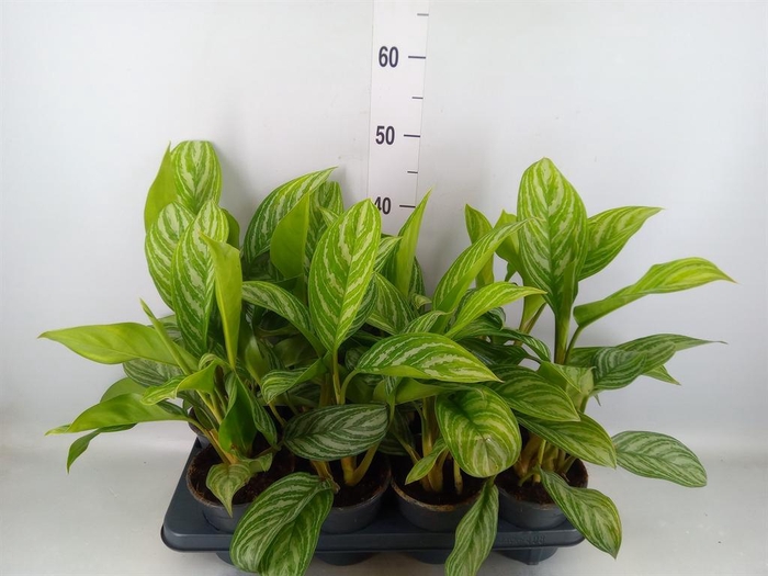 <h4>Aglaonema 'Stripes'</h4>