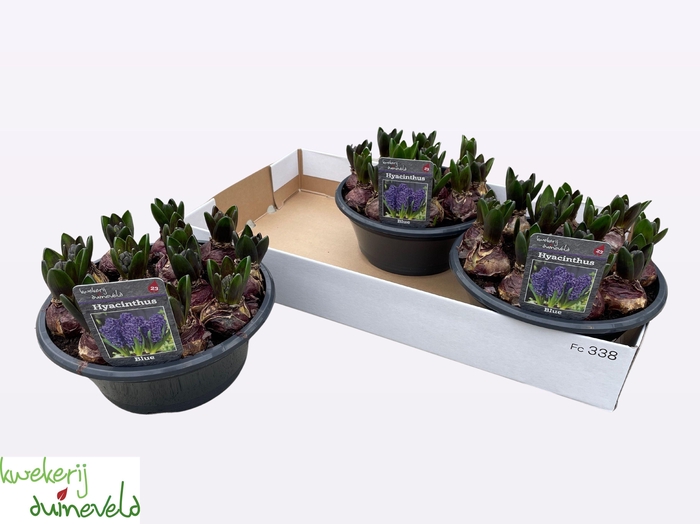 <h4>HYACIN BLUE STAR</h4>