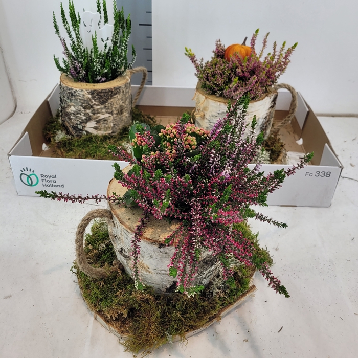 <h4>ARR TUINPLANTEN</h4>