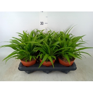 Chlorophytum com. 'Lemon'