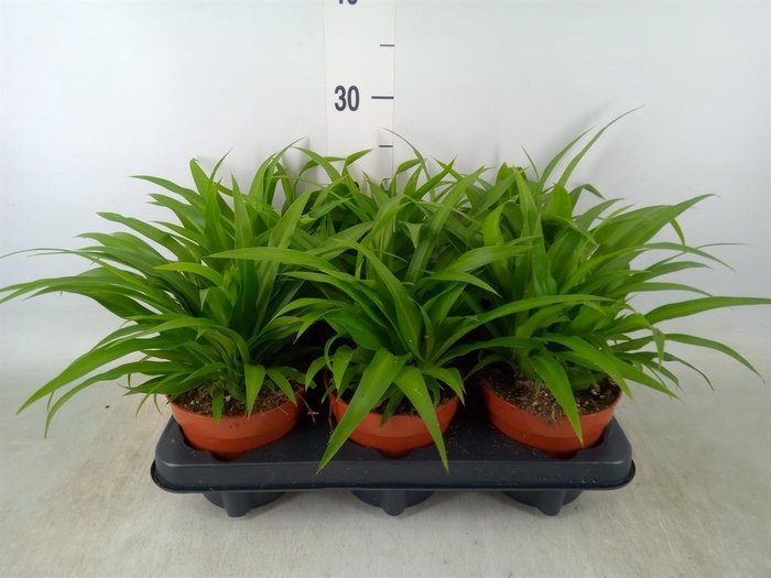 <h4>Chlorophytum com. 'Lemon'</h4>