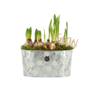 11380: Outdoor spring arrangement