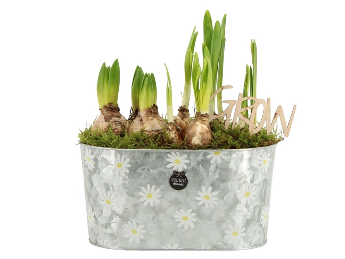 <h4>11380: Outdoor spring arrangement</h4>