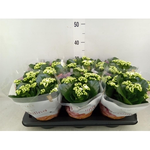 Kalanchoe blos. 'RosDon Dione'