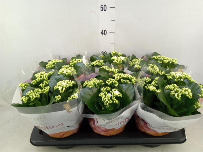 <h4>Kalanchoe blos. 'RosDon Dione'</h4>