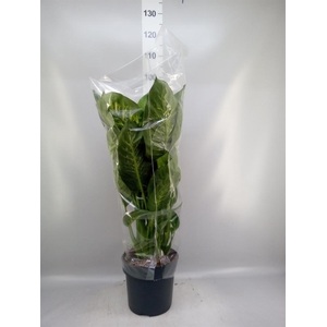 Dieffenbachia seg. 'Reeva'