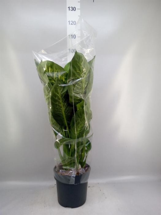<h4>Dieffenbachia seg. 'Reeva'</h4>