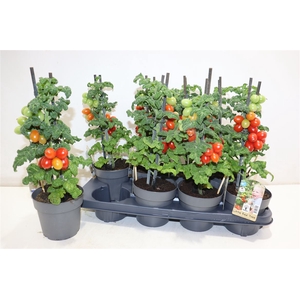 Tomatenplanten