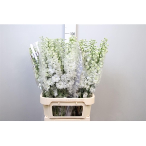 Delph Du Dewi Impress White