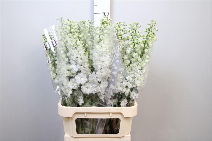 <h4>Delph Du Dewi Impress White</h4>