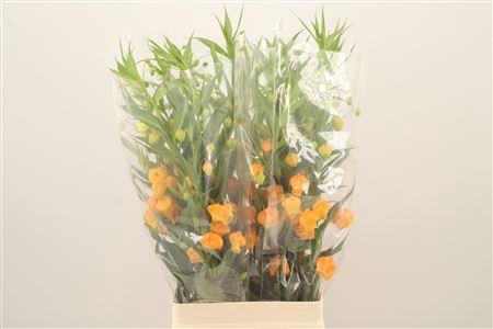 <h4>Sandersonia</h4>