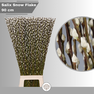 Salix Ca Snow Flake
