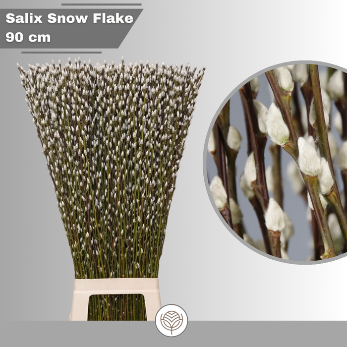 <h4>SALIX CA SNOW FLAKE</h4>