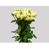 ROSA SPRAY FLOREANA 050 CM BRANCO