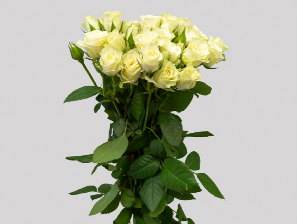 ROSA SPRAY FLOREANA 050 CM BRANCO