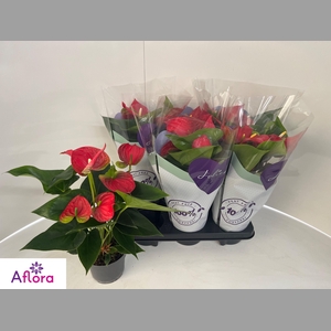 ANTHU AN BAMBINO RED