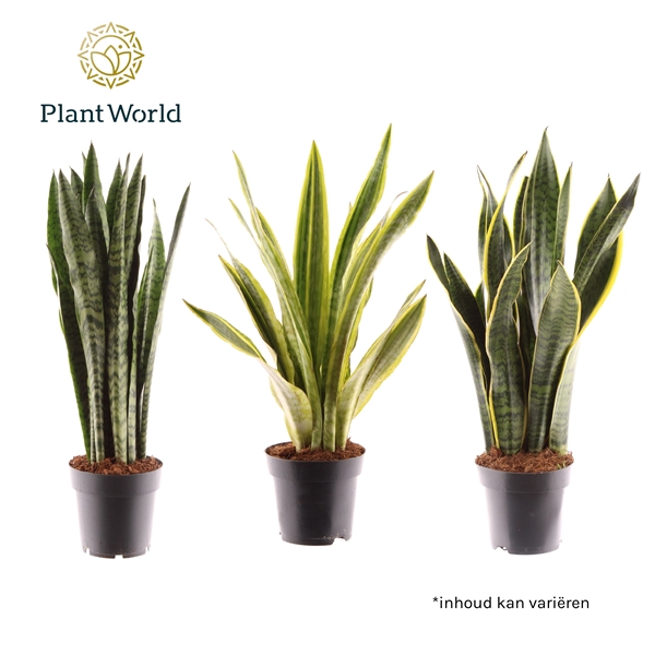 <h4>Sansevieria mix</h4>