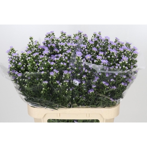 Aster Cassandra