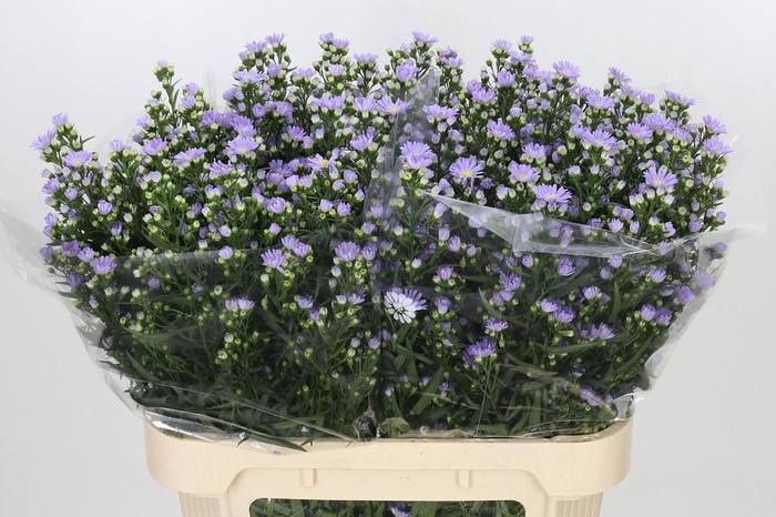 Aster Cassandra