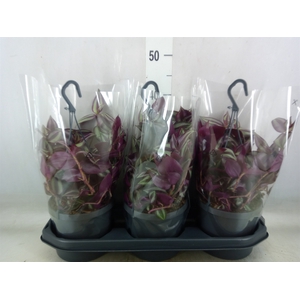 Tradescantia zebr. 'Violet Hill'