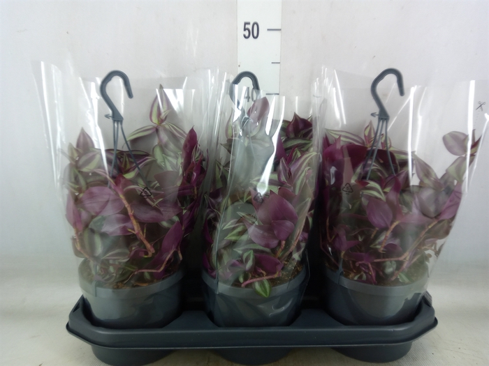 <h4>Tradescantia zebr. 'Violet Hill'</h4>