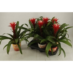 GUZMANIA HOPE POTCOVER P12