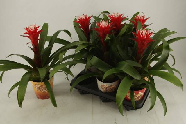 <h4>GUZMANIA HOPE POTCOVER P12</h4>