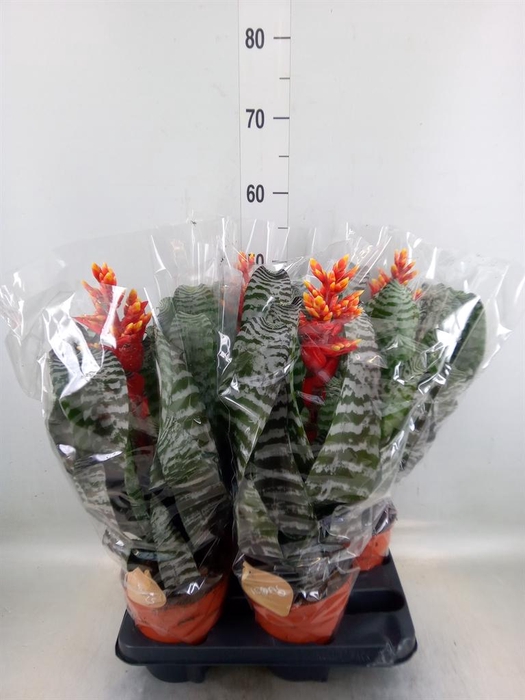 <h4>Aechmea   ...</h4>