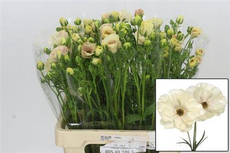 Ran Butterfly Keramo