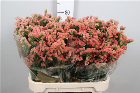 <h4>Lim S Royal Orange</h4>
