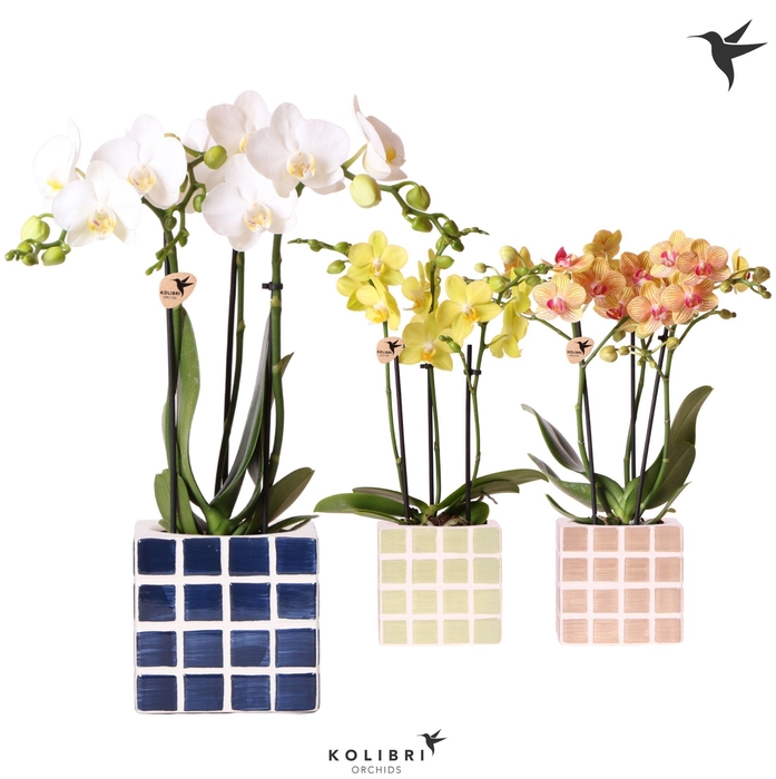 <h4>Kolibri Orchids Phalaenopsis mix 3 spike in Mosa pot blue mix</h4>