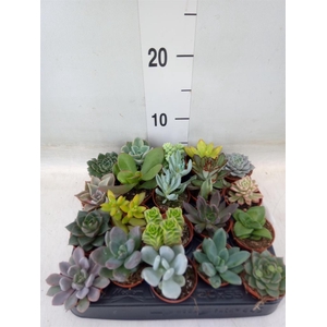 Succulents   ...