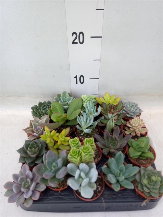 <h4>Succulents   ...</h4>