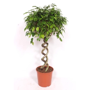 Ficus Be Exotica Stam Dubbele Spiraal