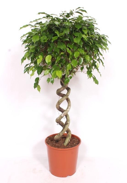 <h4>Ficus Be Exotica Stam Dubbele Spiraal</h4>