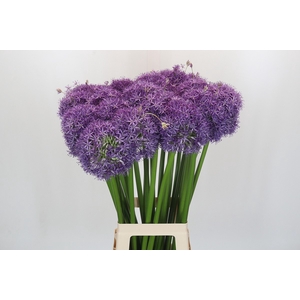Allium Globemaster