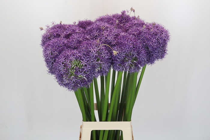 <h4>Allium Globemaster</h4>