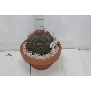 CACTUS CABECA FRADE VB4 MIN 20 CM
