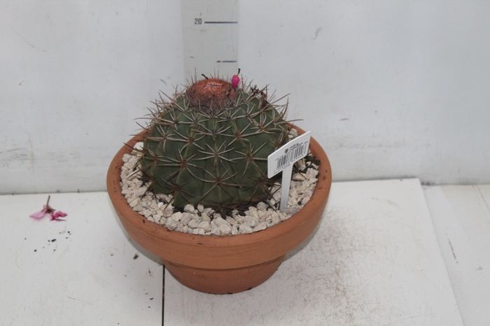 <h4>CACTUS CABECA FRADE VB4 MIN 20 CM</h4>