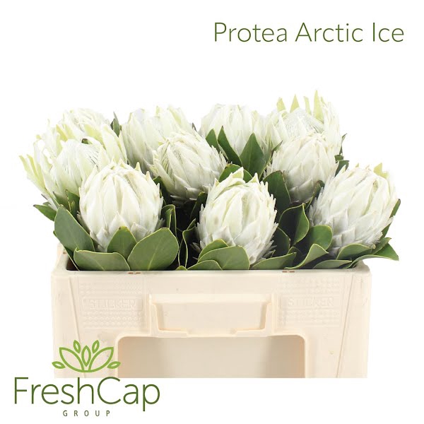 <h4>Protea Arctic Ice</h4>