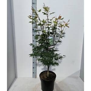 Acer palmatum Osakazuki
